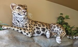 detail of sculpted cheetah on a rock door archway for a pediatric office