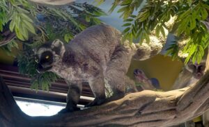 realistic sculpted lemur climbing among the branches of a jungle themed dentistry office