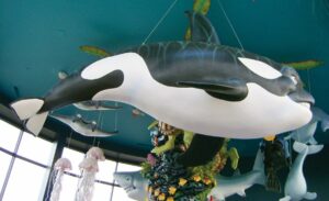 large hanging sculpture of orca whale in dental reception area
